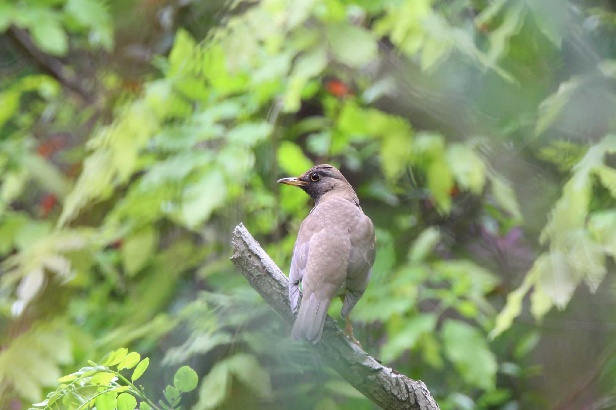 Photo of Brown-headed Thrush at 交野市国見山 by Ryoji-ji