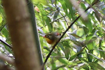 Red-billed Leiothrix 交野市国見山 Fri, 4/26/2024