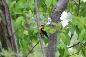 Narcissus Flycatcher 交野市国見山 Fri, 4/26/2024