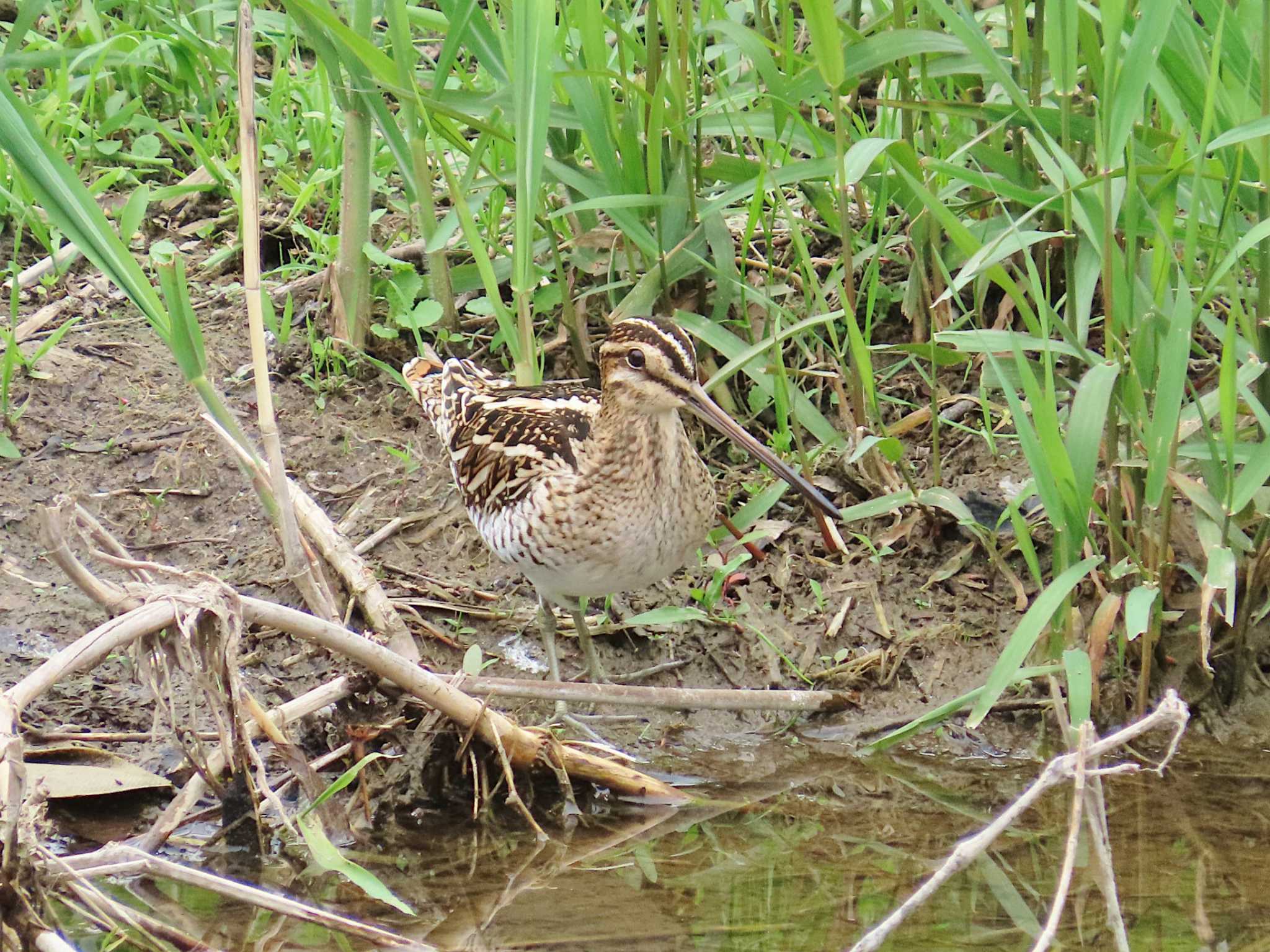 Photo of Common Snipe at 賀茂川 by Toshihiro Yamaguchi