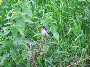 Amur Stonechat 賀茂川 Fri, 4/26/2024