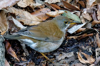 Pale Thrush Kitamoto Nature Observation Park Sat, 3/23/2024