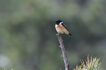 Amur Stonechat 青森県 Sun, 4/21/2024