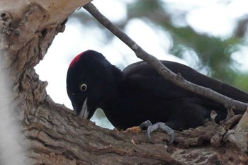 Black Woodpecker 札幌 Fri, 4/12/2024