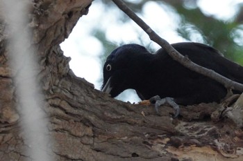 Black Woodpecker 札幌 Fri, 4/12/2024