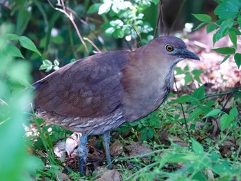 Japanese Night Heron Ukima Park Thu, 4/25/2024