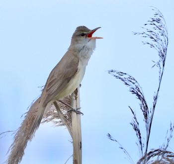 Oriental Reed Warbler 愛知県 Unknown Date