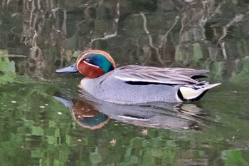 Eurasian Teal 愛媛県 Fri, 4/26/2024