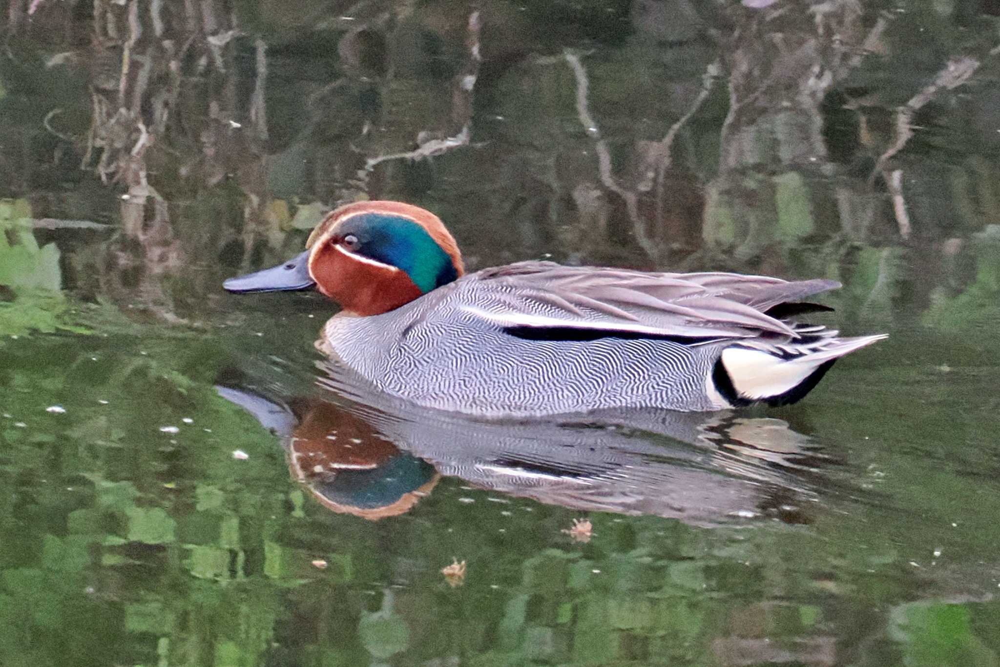 Photo of Eurasian Teal at 愛媛県 by 藤原奏冥