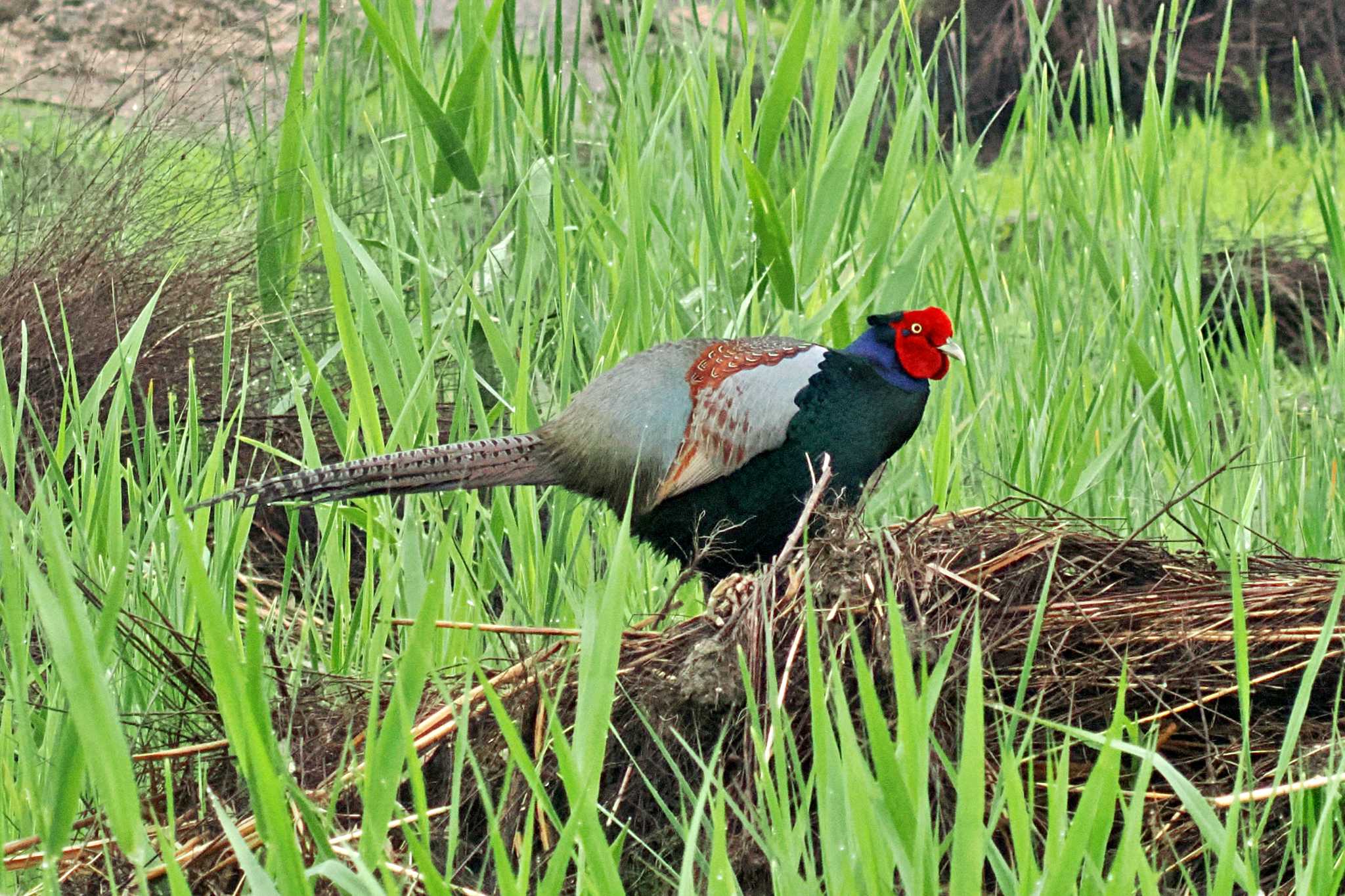 Photo of Green Pheasant at 愛媛県 by 藤原奏冥