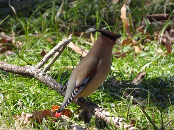 Japanese Waxwing Kitamoto Nature Observation Park Fri, 3/22/2024