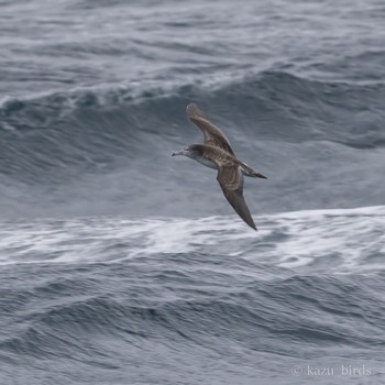 Streaked Shearwater 長崎 Mon, 4/22/2024