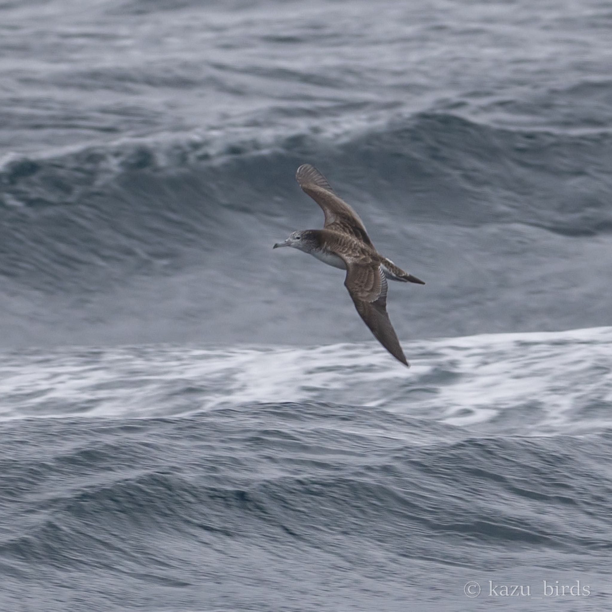 Photo of Streaked Shearwater at 長崎 by アグリ