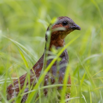 Chinese Bamboo Partridge 福岡 Tue, 6/14/2022