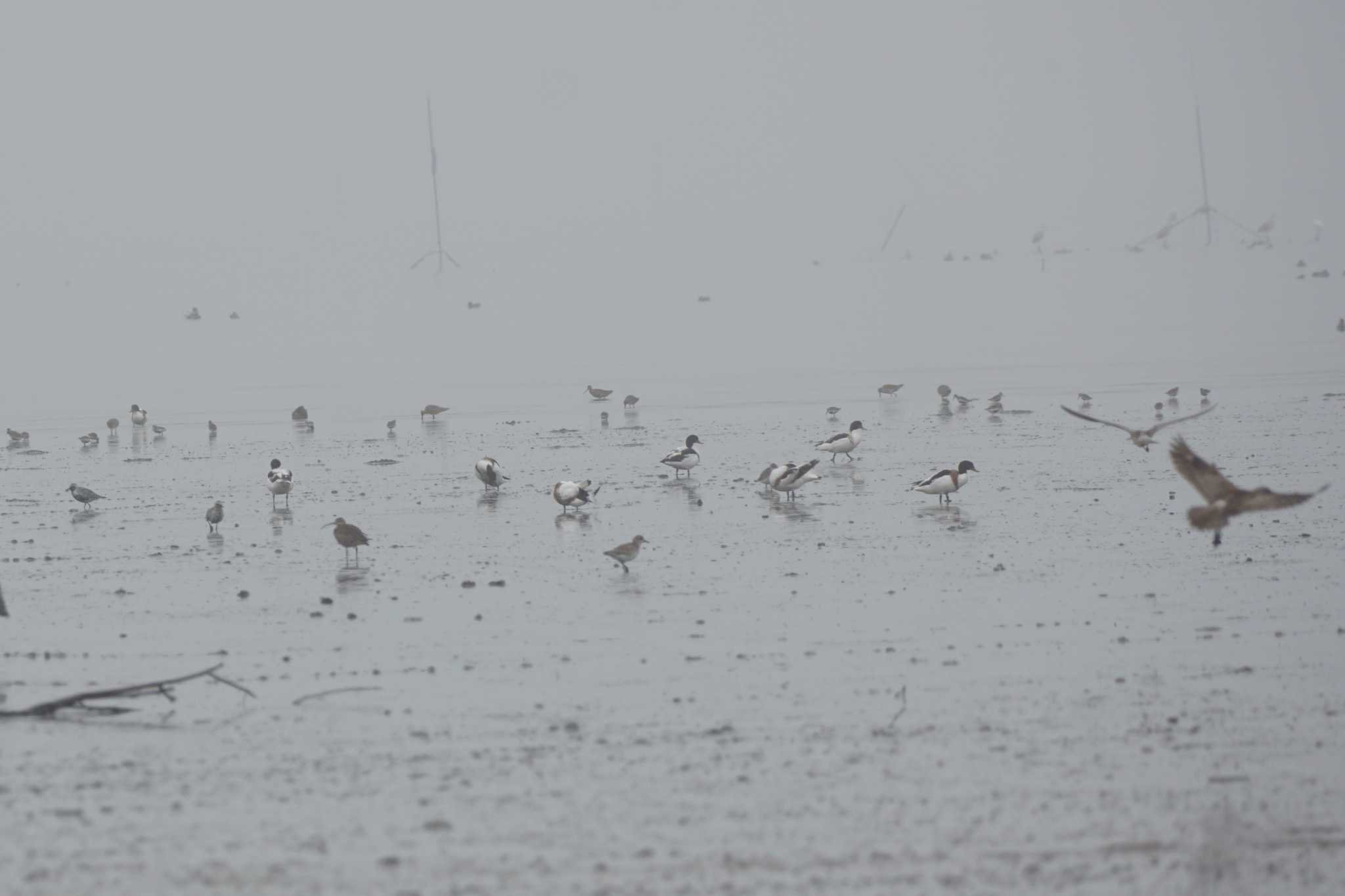 Common Shelduck