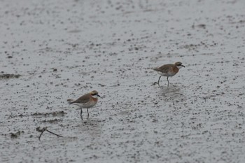 Siberian Sand Plover Daijugarami Higashiyoka Coast Mon, 4/22/2024