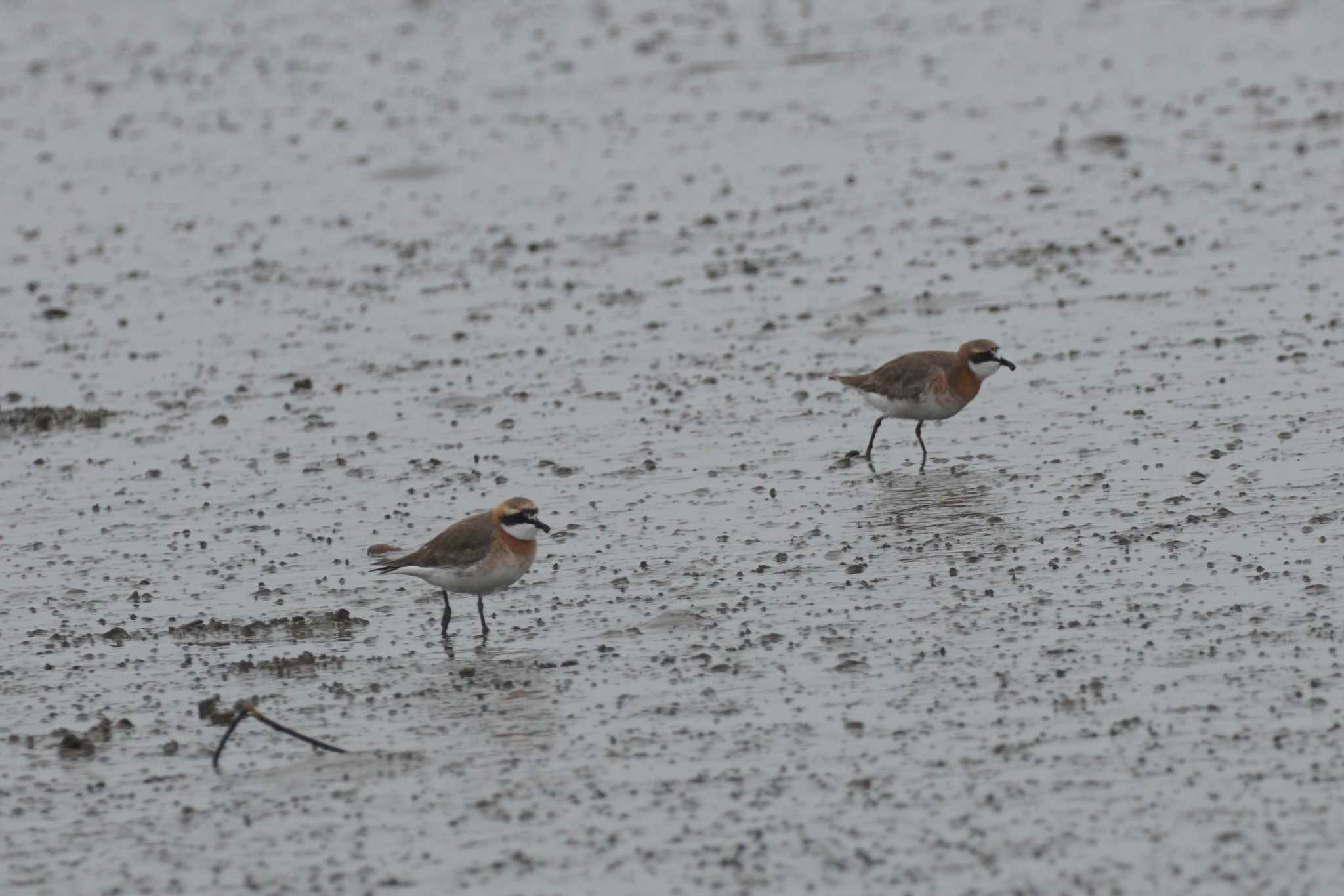 Photo of Siberian Sand Plover at Daijugarami Higashiyoka Coast by Joh