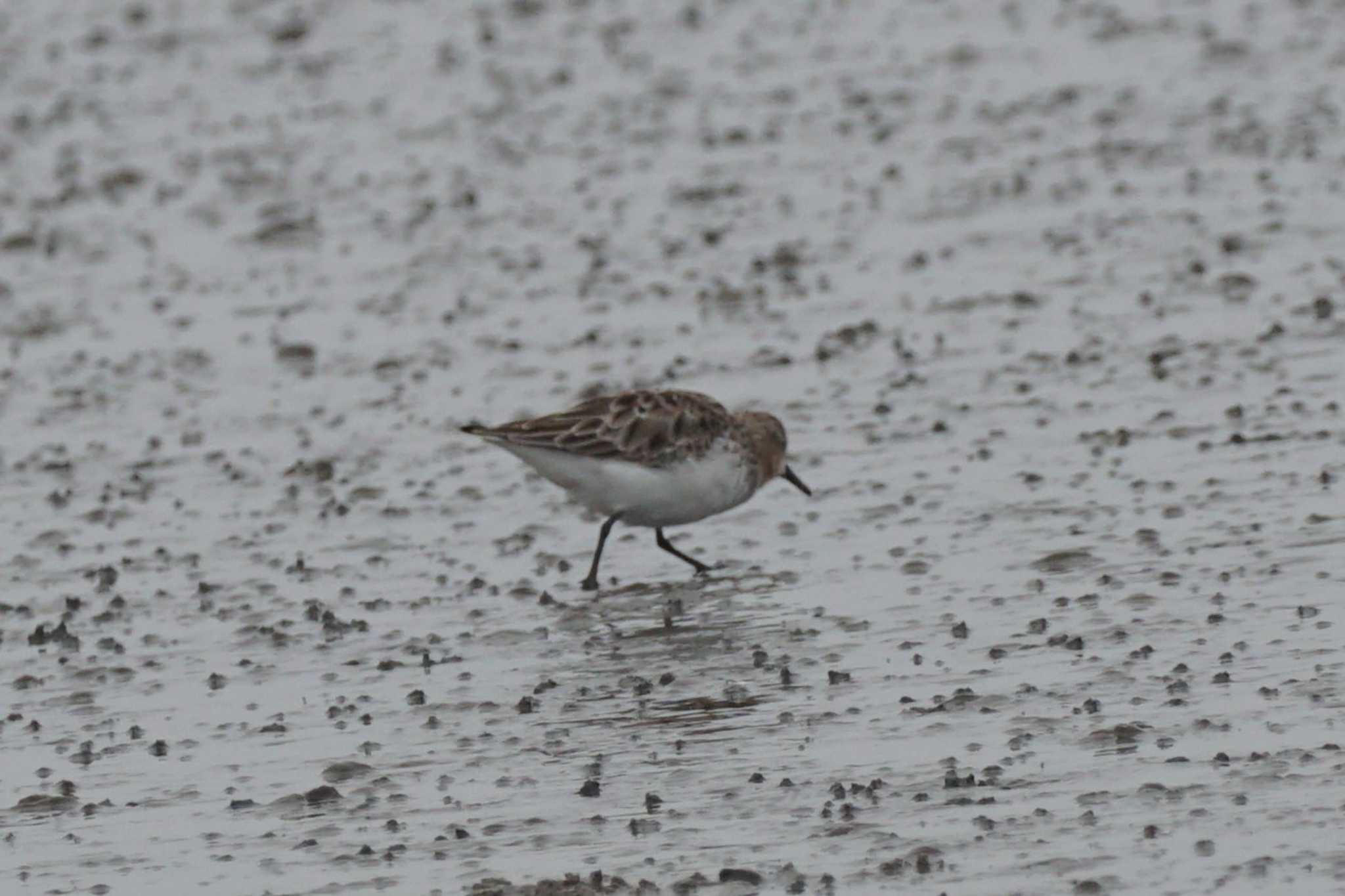 Red-necked Stint