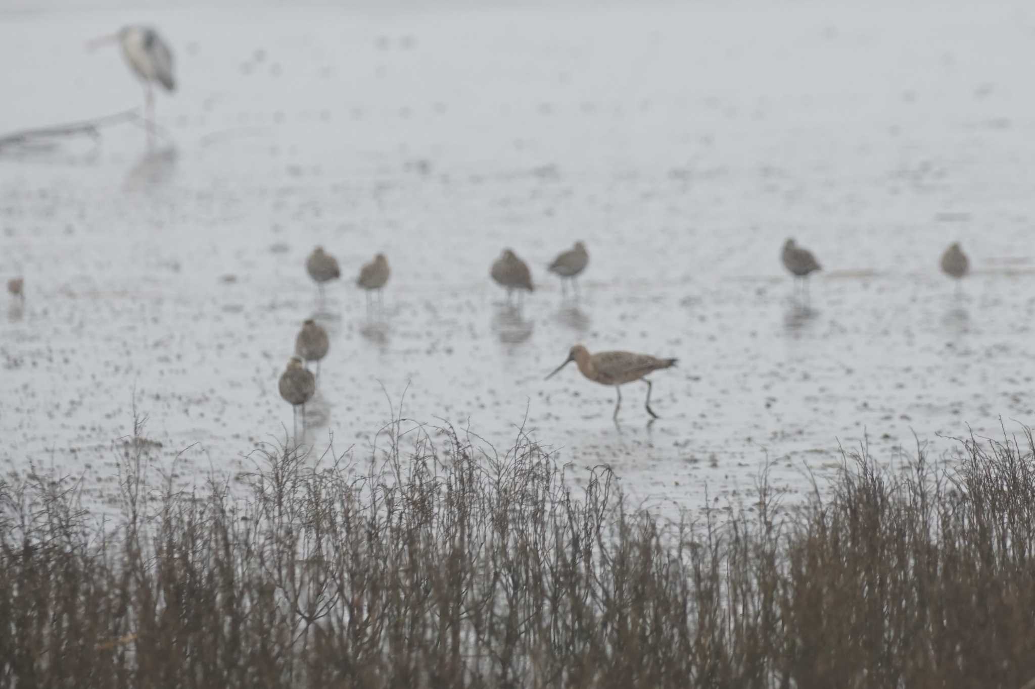 Photo of Bar-tailed Godwit at Daijugarami Higashiyoka Coast by Joh