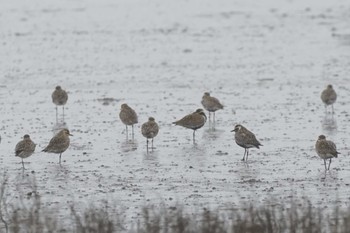 Pacific Golden Plover Daijugarami Higashiyoka Coast Mon, 4/22/2024