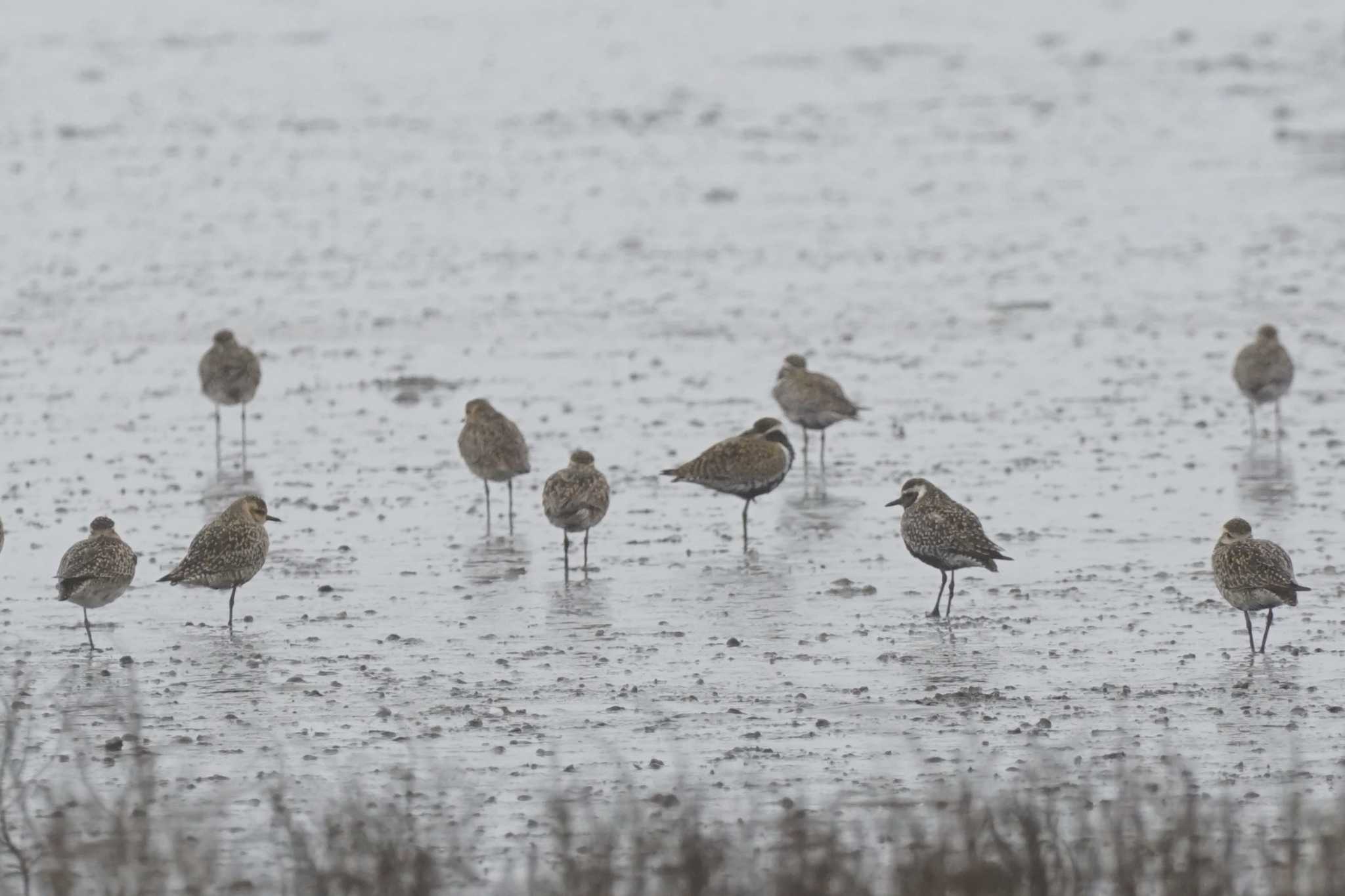 Pacific Golden Plover