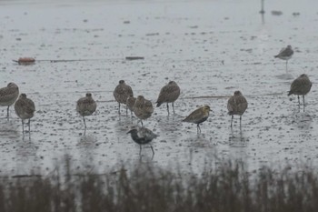 Grey Plover Daijugarami Higashiyoka Coast Mon, 4/22/2024