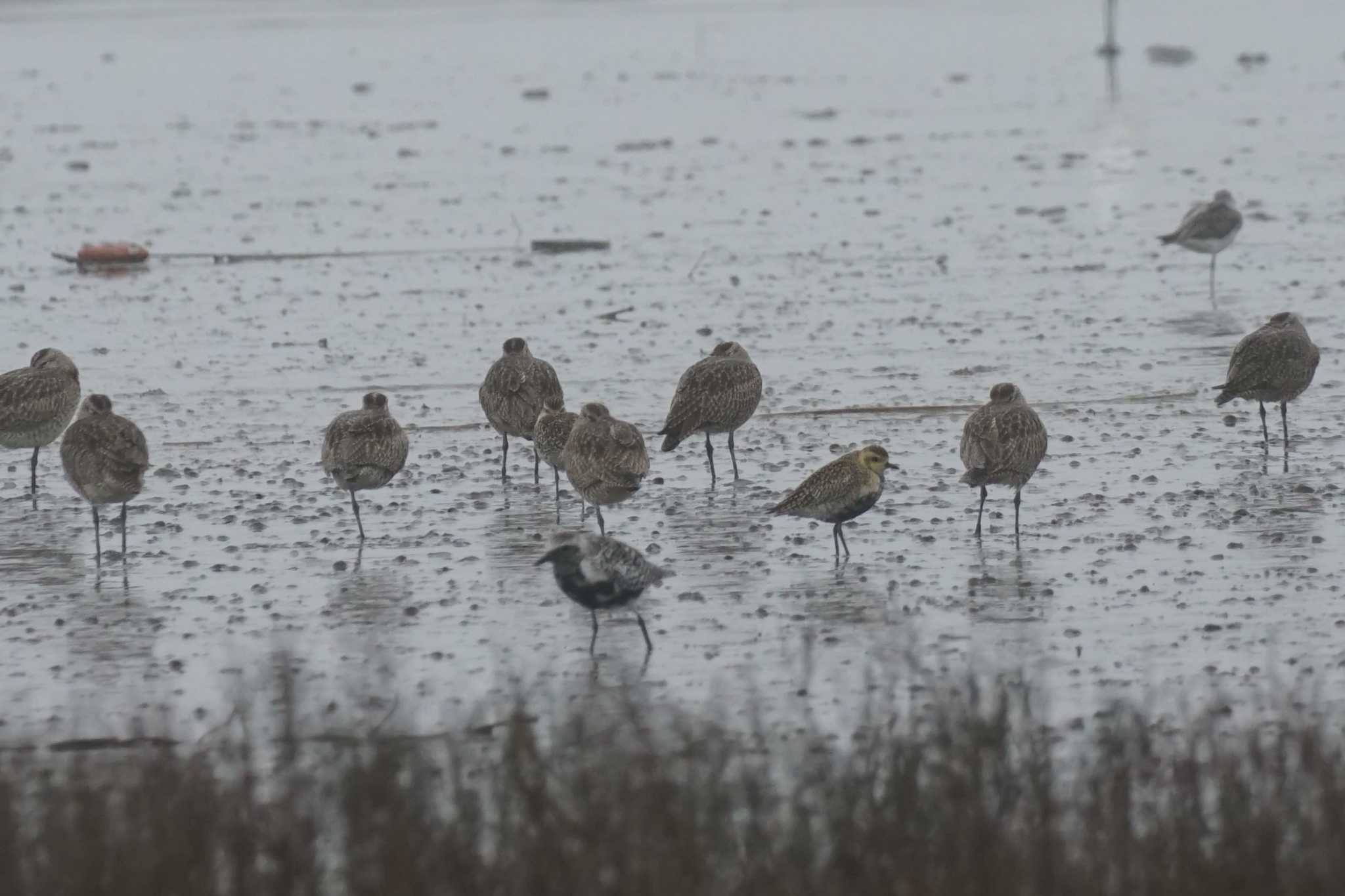 Grey Plover