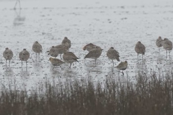 Eurasian Whimbrel Daijugarami Higashiyoka Coast Mon, 4/22/2024