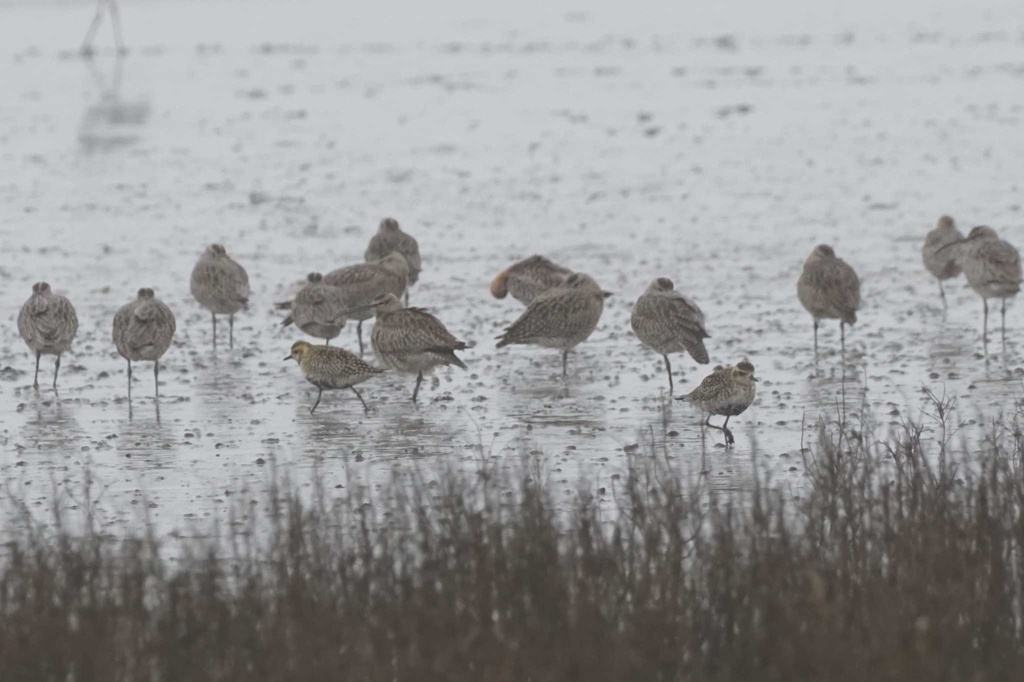 Eurasian Whimbrel