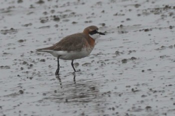 Siberian Sand Plover Daijugarami Higashiyoka Coast Mon, 4/22/2024