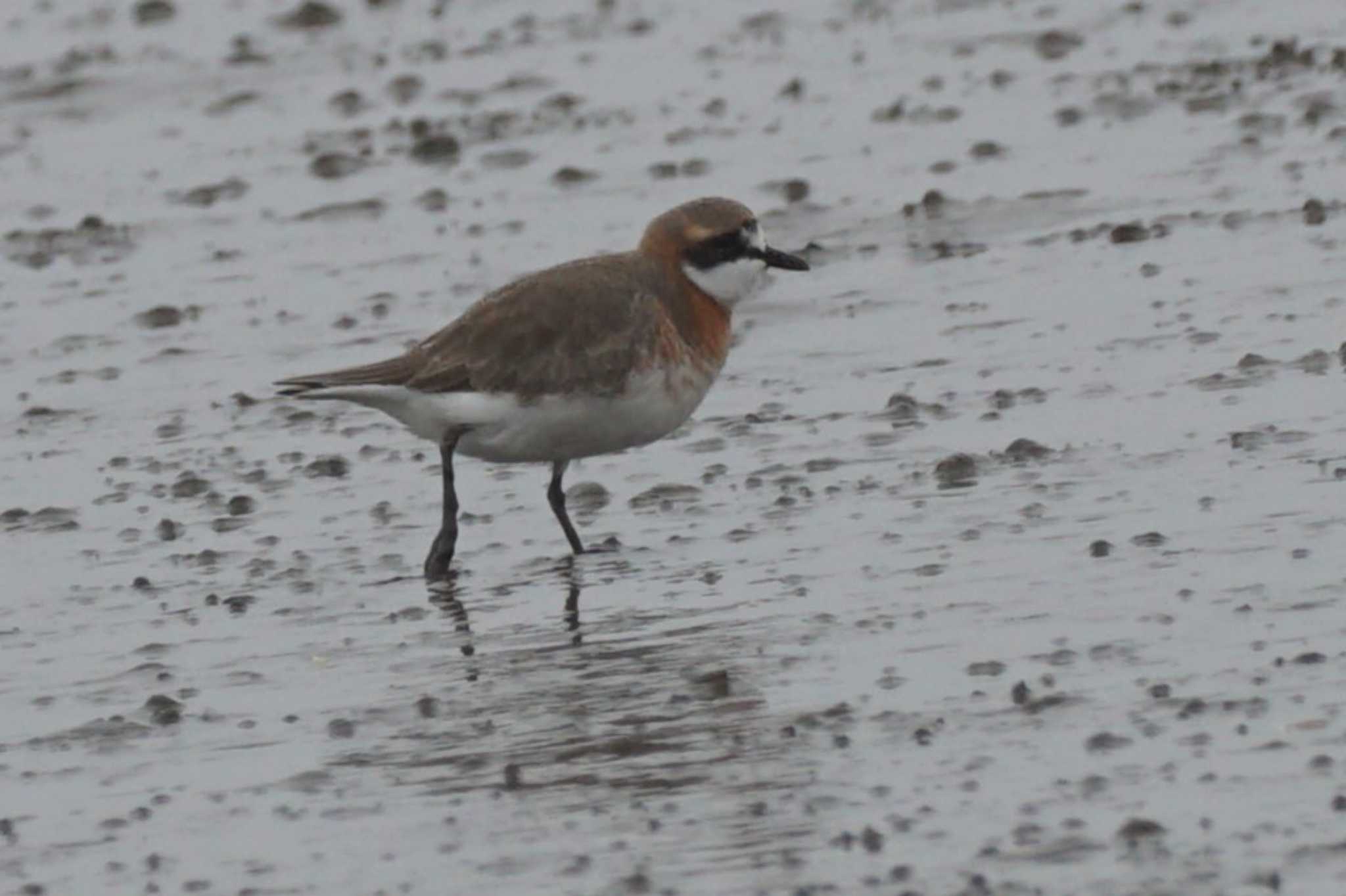 Siberian Sand Plover