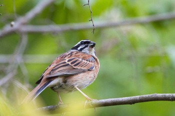 Meadow Bunting 奈良　馬見丘陵公園 Sun, 4/21/2024