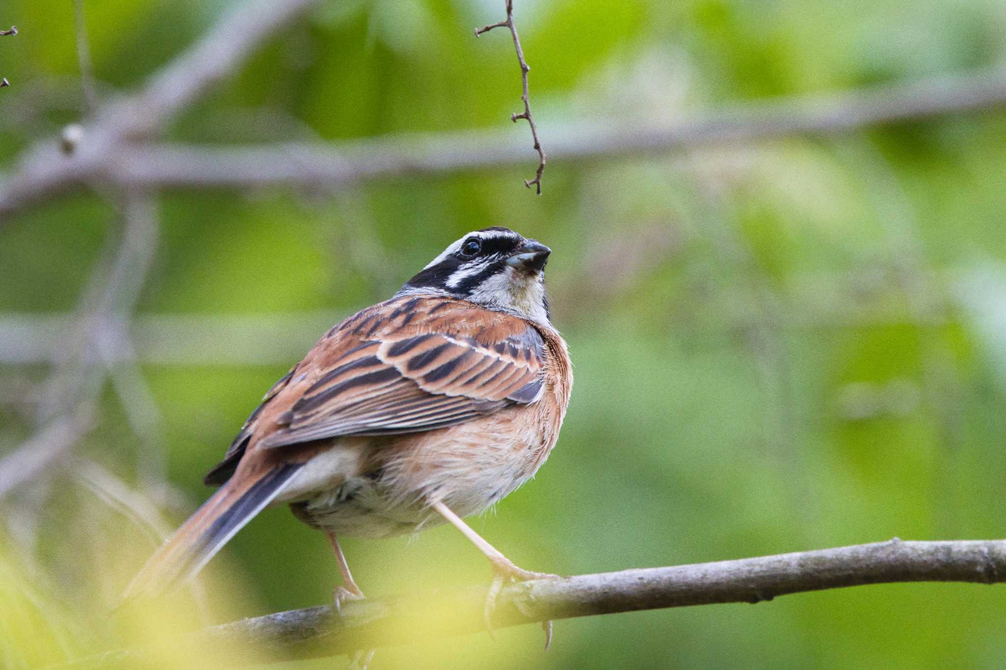 Photo of Meadow Bunting at 奈良　馬見丘陵公園 by アカウント15049