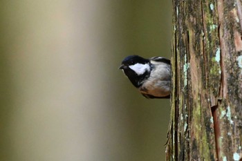 Coal Tit 豊田市 Fri, 4/26/2024