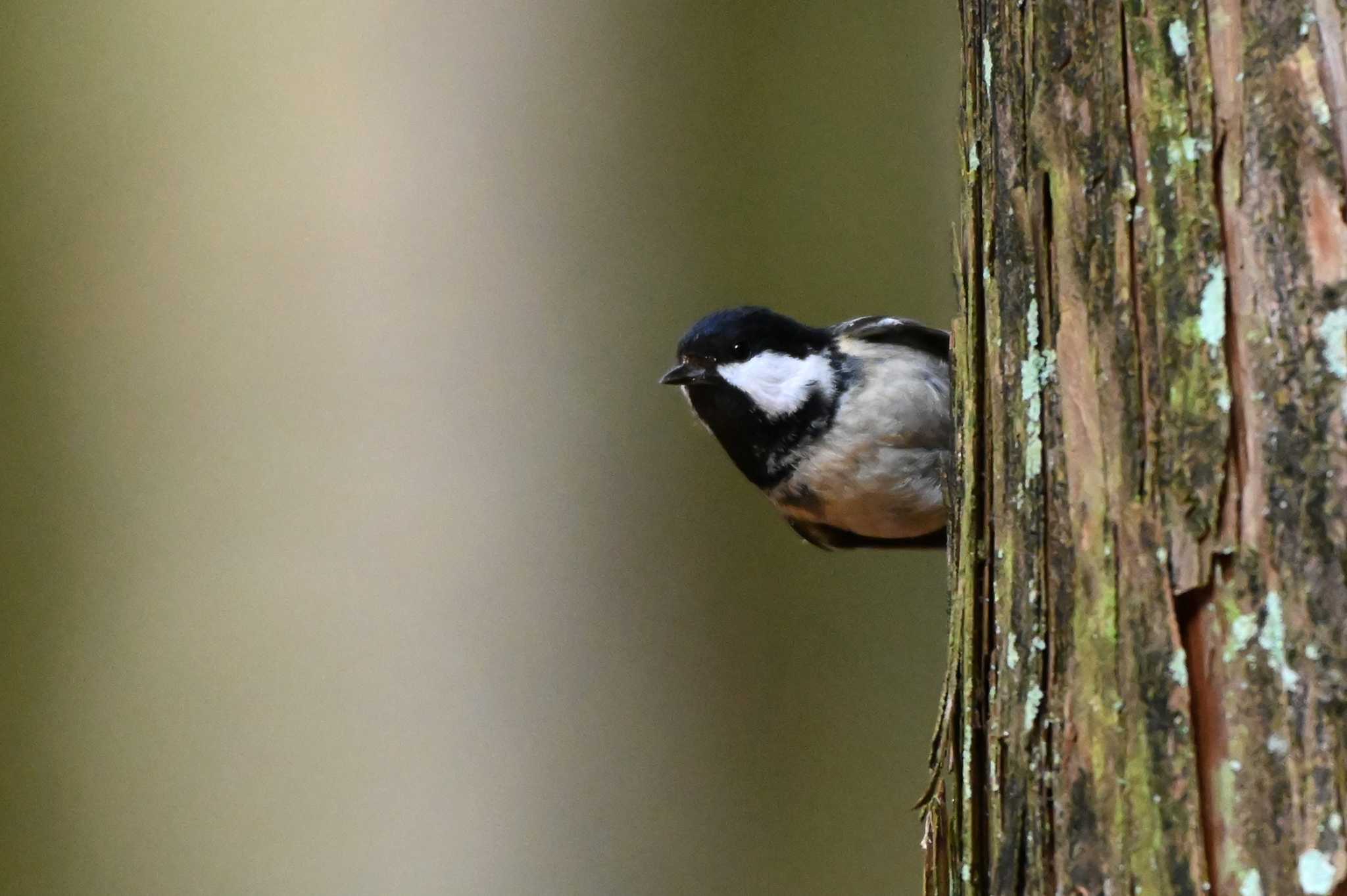 Photo of Coal Tit at 豊田市 by ポッちゃんのパパ