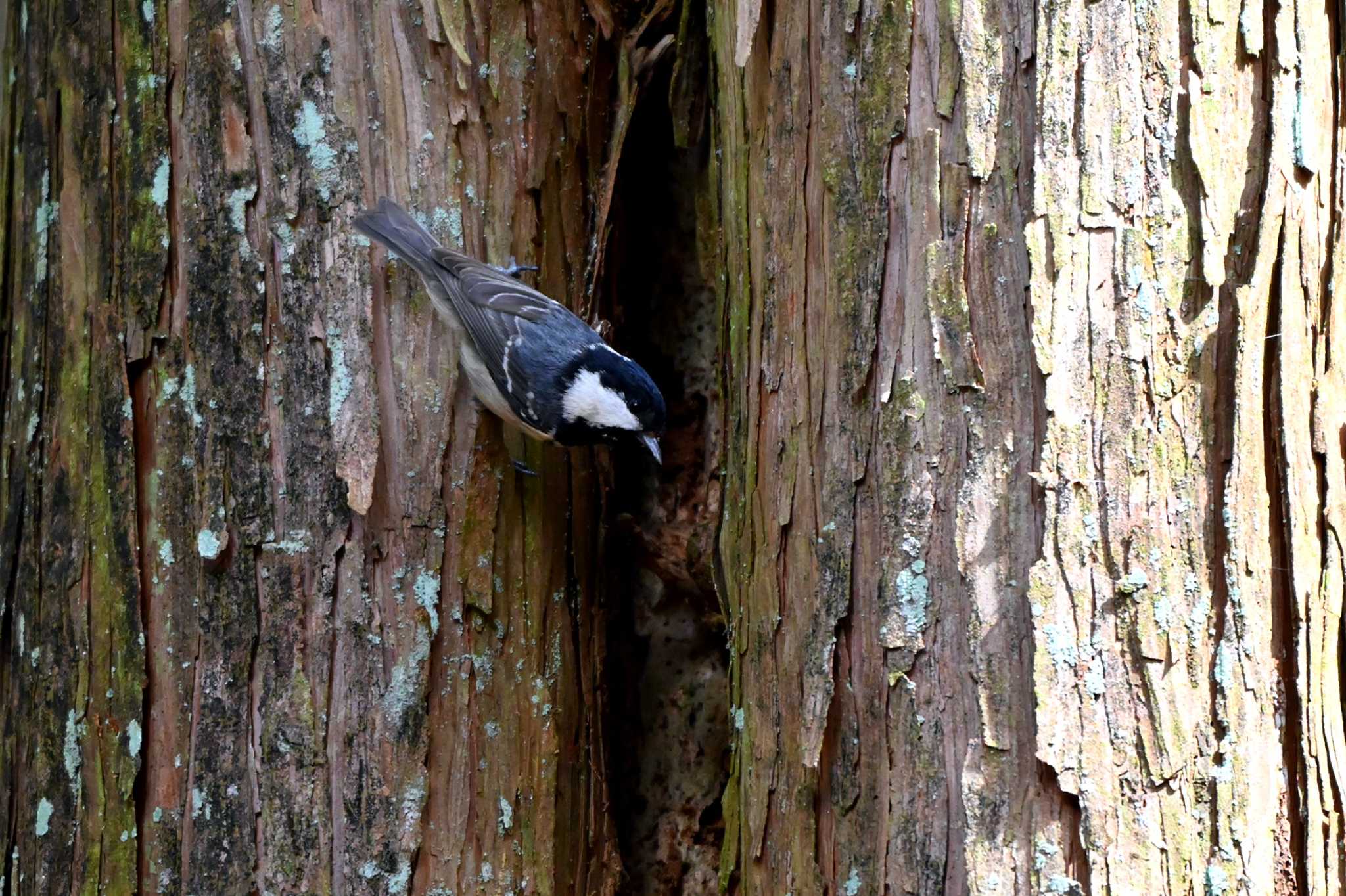 Photo of Coal Tit at 豊田市 by ポッちゃんのパパ