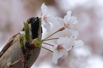 スズメ 多摩川 2024年4月12日(金)