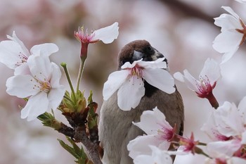 Eurasian Tree Sparrow 多摩川 Fri, 4/12/2024
