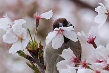 スズメ 多摩川 2024年4月12日(金)