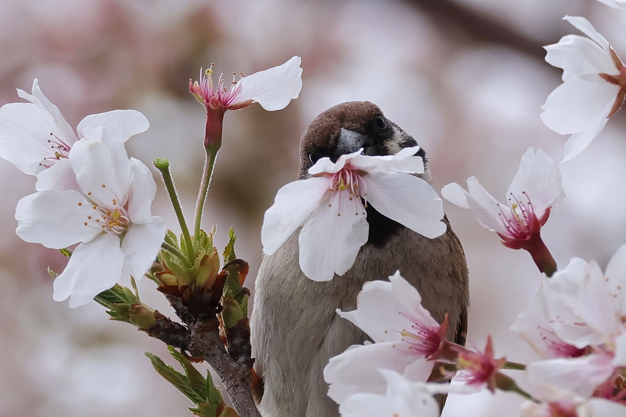 Eurasian Tree Sparrow