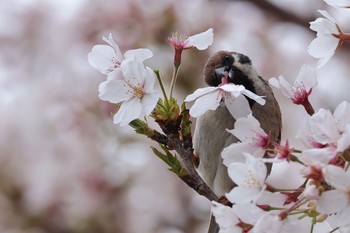 スズメ 多摩川 2024年4月12日(金)