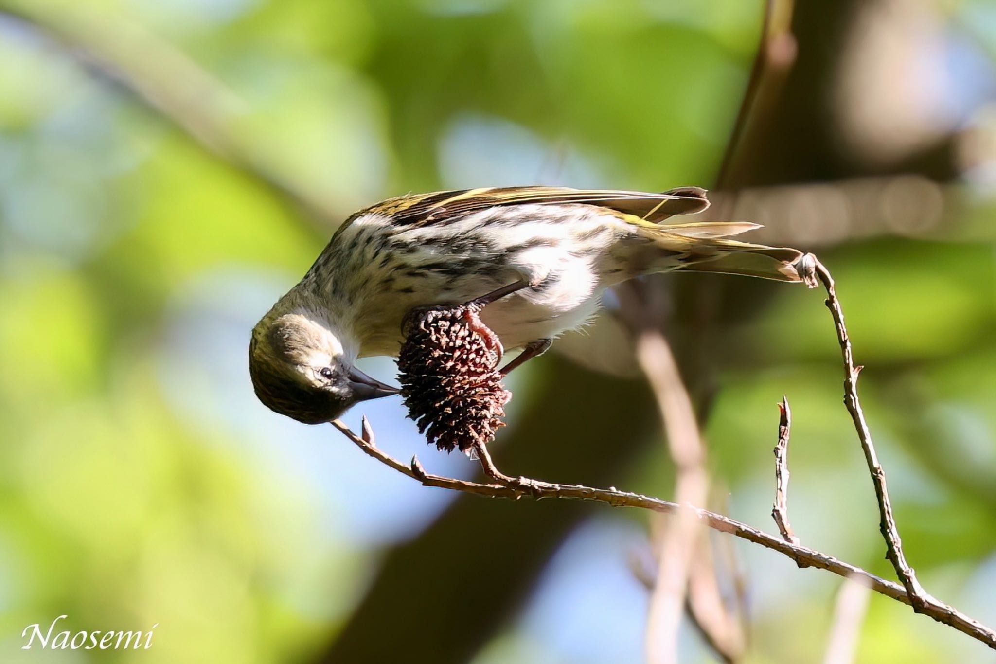 Photo of Eurasian Siskin at 日向渓谷 by Naosuke