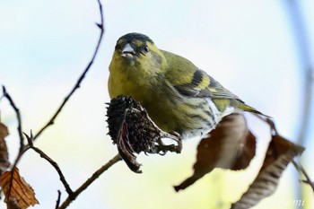 Eurasian Siskin 日向渓谷 Fri, 4/26/2024