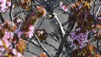 Japanese Grosbeak 長野県川上村 Fri, 4/26/2024