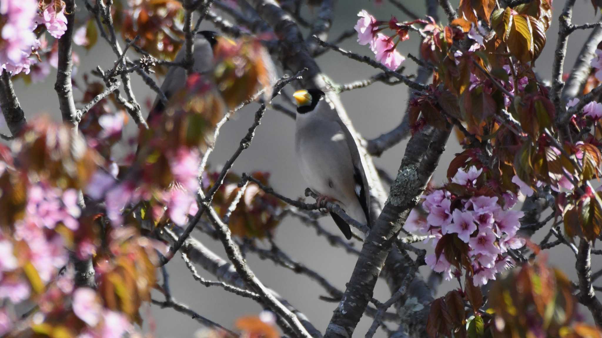 Photo of Japanese Grosbeak at 長野県川上村 by ao1000