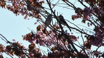 Japanese Grosbeak 長野県川上村 Fri, 4/26/2024