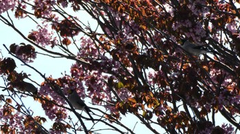 Japanese Grosbeak 長野県川上村 Fri, 4/26/2024