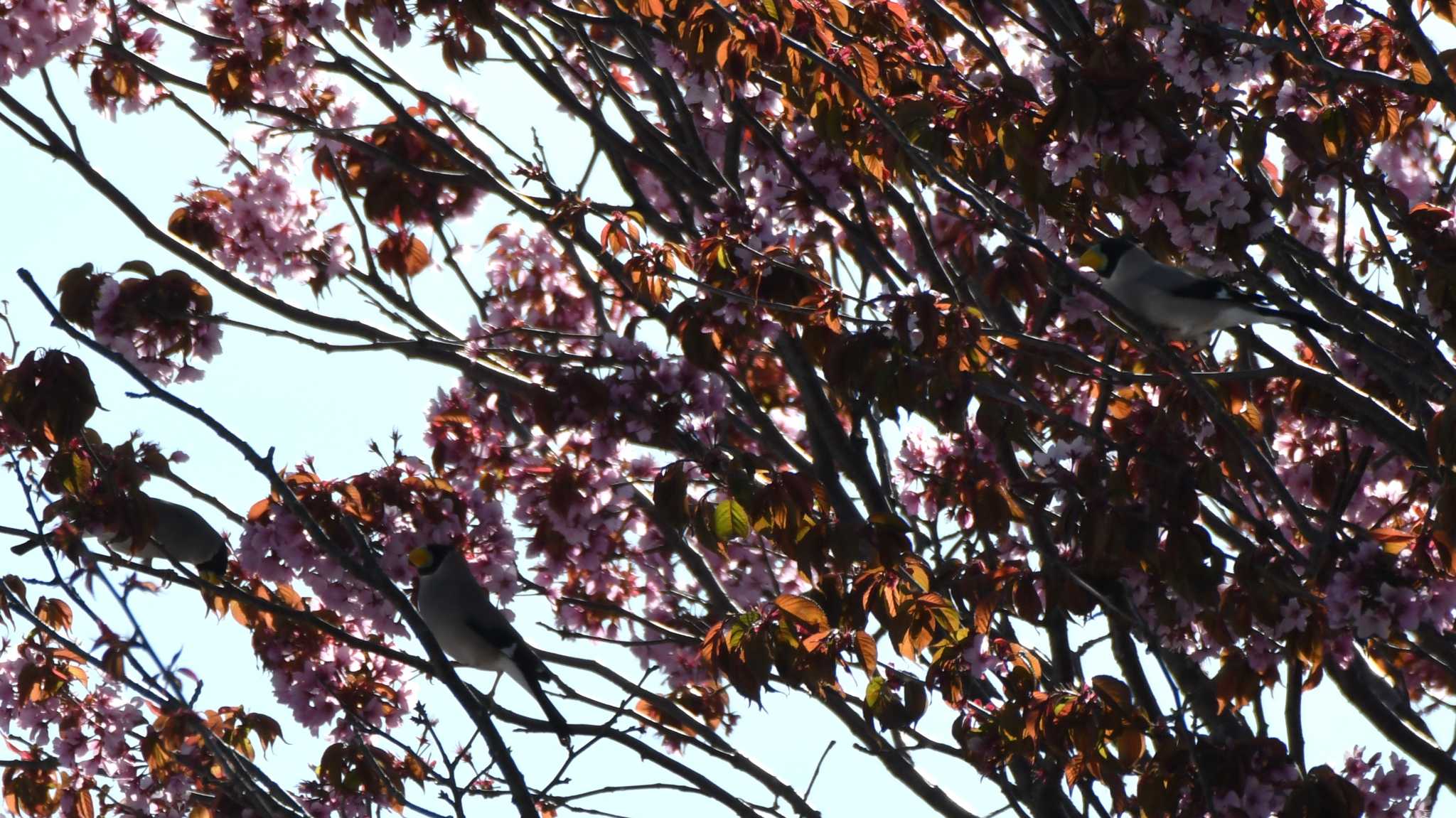 満開の桜の中で