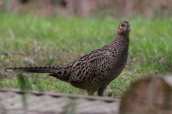 Green Pheasant 埼玉県鳩山町 Sun, 4/7/2024