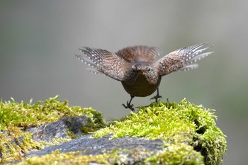 Eurasian Wren Yanagisawa Pass Fri, 4/26/2024